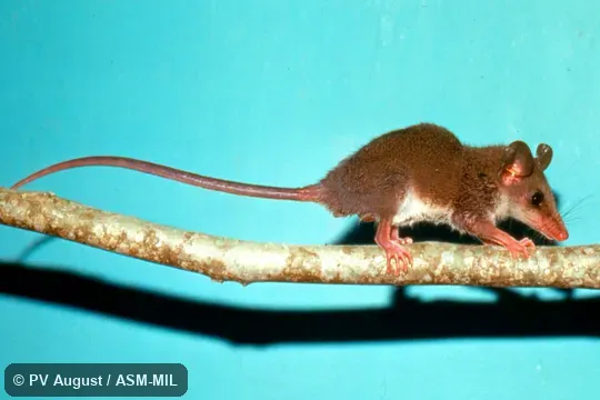 Side view. Also as Dusky Slender Mouse Opossum|Gray-bellied Slender Mouse Opossum. Side view. Also as Dusky Slender Mouse Opossum|Gray-bellied Slender Mouse Opossum.