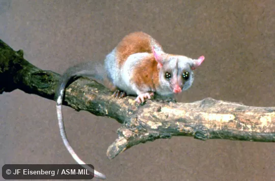 Oblique view of captive.  Also as Central American Woolly Opossum|Derby's Pale-eared Woolly Opossum.