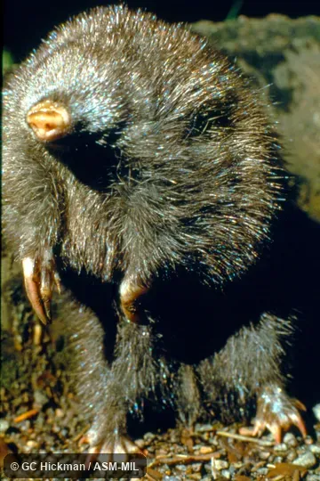 Front view, standing posture..Formerly Chrysospalax villosa.