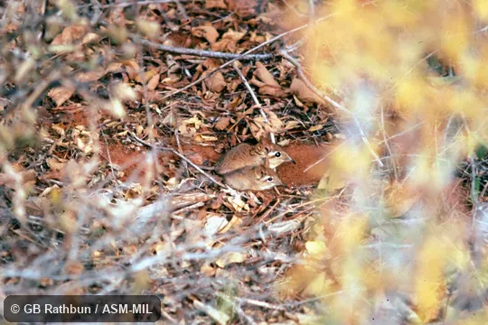 Side view, female with young on resting spot in trail cleared by sengis.  Formerly Elephantulus rufescens.  Also as Rufous Elephant-shrew, East African Long-eared Sengi, East African Long-eared Elephant-shrew, Rufous Spectacled Sengi, Rufous Spectacled Elephant-shrew, Spectacled Sengi, Spectacled Elephant-shrew.
