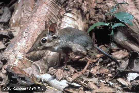 Side view, Petrodromus tetradactyla sultani. Also as Four-toed Elephant-shrew. Side view, Petrodromus tetradactyla sultani. Also as Four-toed Elephant-shrew.
