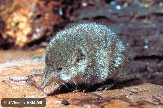 Side view.  Formerly Soricomorpha.  Also as Forest Shrew.
