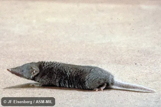 Side view.  Formerly Soricomorpha.  Also as Asian Musk Shrew|Gray Musk Shrew|Indian Musk Shrew.