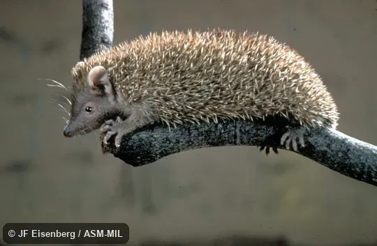 Side view.  Also as Lesser Madagascar Tenrec.