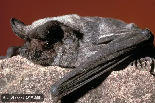 Close-up of head, side view.  Formerly Chaerephon pumilus.  Also as Lesser Free-tailed Bat|Little Wrinkle-lipped Bat|White-bellied Free-tailed Bat