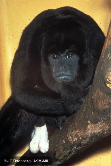 Adult male captured in Panama, Canal Zone, Barro Colorado Island.  Specimen preserved as USNM 543125.  Also as Golden-mantled Howler.