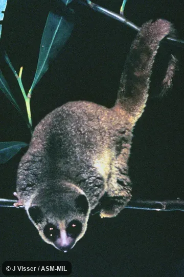 Front view. Also as Lesser Dwarf Lemur|Spiny Forest Dwarf Lemur. Front view. Also as Lesser Dwarf Lemur|Spiny Forest Dwarf Lemur.
