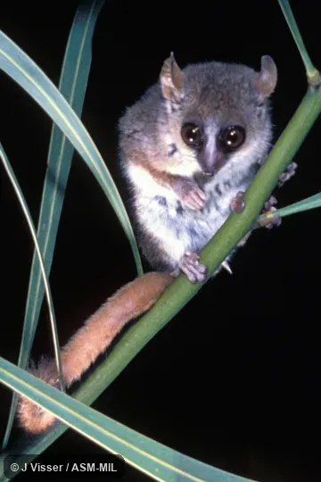 Front view.   Also as Lesser Mouse Lemur.