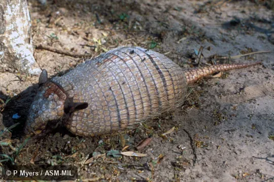 Side view.  Also as Yellow Armadillo.
