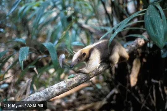 Side view on fallen tree trunk.  Also as Mexican Anteater.