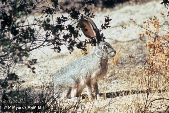 Lepus californicus deserticola.  Side view.  Also as California Jackrabbit.