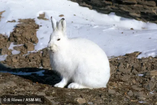 Side view, Lepus arcticus monstrabilis. Also as American Arctic Hare|Canadian Arctic Hare|Labrador Hare|Greenland Hare|Polar Hare. Side view, Lepus arcticus monstrabilis. Also as American Arctic Hare|Canadian Arctic Hare|Labrador Hare|Greenland Hare|Polar Hare.