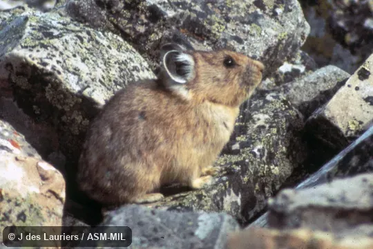 Ochotona princeps princeps.  Side view.  Also as Cony|Rock Rabbit|Whistling Hare.