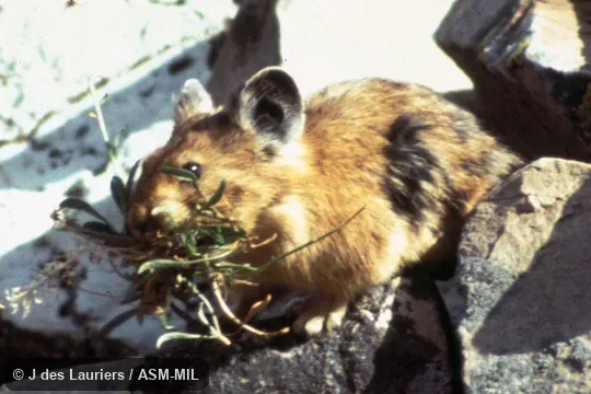 Ochotona princeps princeps.  Side view, carrying vegetation.  Also as Cony, Rock Rabbit, Whistling Hare.