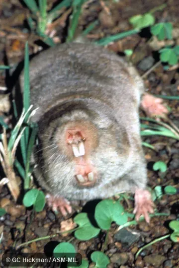Front view, in threatening posture.  Also as African Mole-rat|Common Blesmol|Hottentot Mole-rat|Southern African Mole-rat.