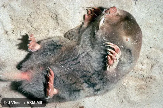 Ventral view.  Also as Cape Dune Blesmol, Large Cape Dune Mole-rat.