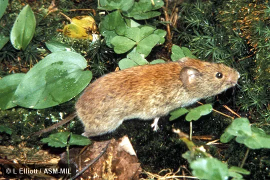 Side view. Formerly Myodes gapperi. Also as Boreal Red-backed Vole|Gapper's Red-backed Vole. Side view. Formerly Myodes gapperi. Also as Boreal Red-backed Vole|Gapper's Red-backed Vole.