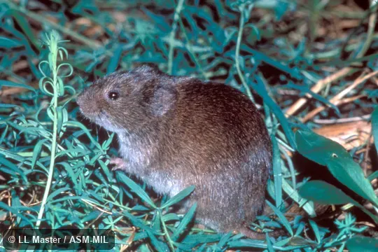 Side view.  Identification based on geography.  Formerly Microtus pennsylvanicus  pennsylvanicus.
