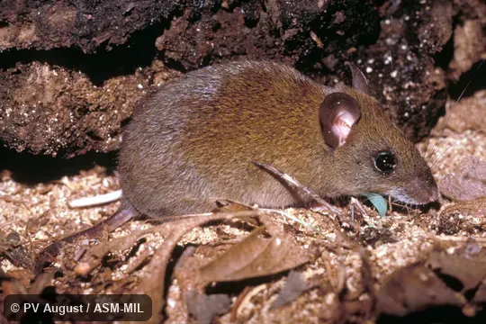 Side view.  Formerly Oryzomys talamancae.  Also as Transandean Oryzomys.  Identified by Michael Dean Carleton.