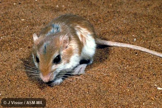 Front view.  Formerly Gerbillurus paeba.  Also as Pygmy Gerbil, Pygmy Hairy-footed Gerbil.