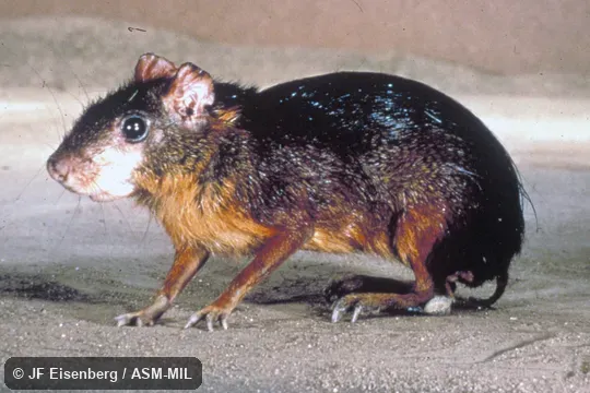 Side view.  Also as Red Acouchy.