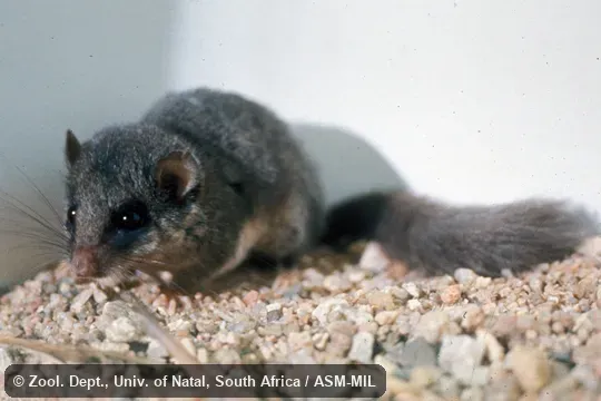 Side view. Also as Woodland Dormouse. Side view. Also as Woodland Dormouse.