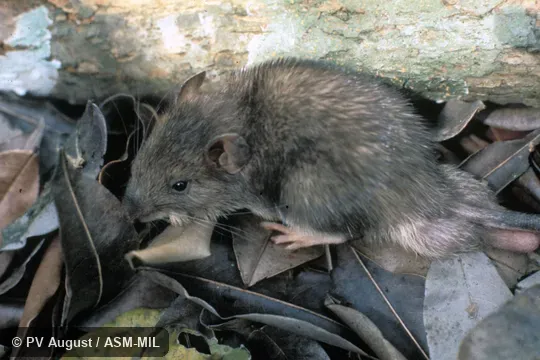 Side view of adult male. Also as Caribbean Spiny Pocket Mouse|Northern South American Spiny Pocket Mouse. Side view of adult male. Also as Caribbean Spiny Pocket Mouse|Northern South American Spiny Pocket Mouse.