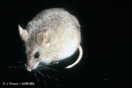 Oblique view. Also as Krebs's African Fat Mouse. Oblique view. Also as Krebs's African Fat Mouse.