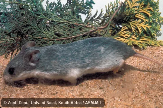 Side view.  Also as Cape Pouched Mouse.