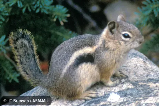 Side view.  Callospermophilus lateralis lateralis.  Formerly Spermophilus lateralis