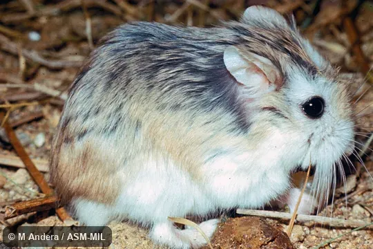 Side view of captive.  Also as Roborowski's Hamster.