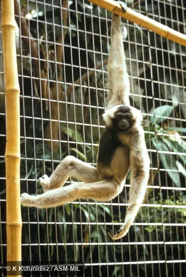 Full view of gibbon hanging from horizontal bar.  Also as Capped Gibbon|Crowned Gibbon.