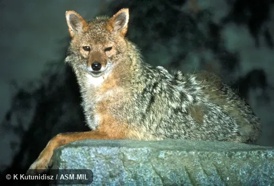 Side view of jackal resting.  Probably Canis aureus syriacus.  Also as Asiatic Jackal|Common Jackal.