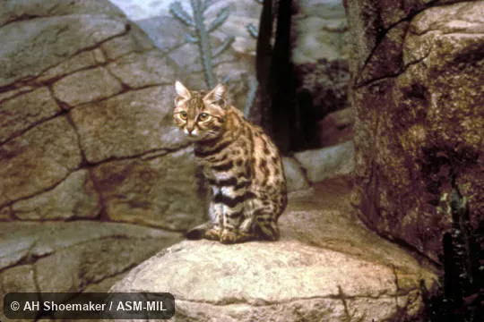 Front view of cat sitting