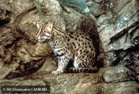 Front view of cat sitting Front view of cat sitting