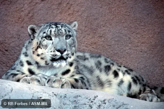Front view of leopard resting.  Also as Ounce.