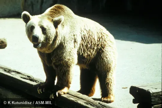Side view of male, Ursus arctos syriacus