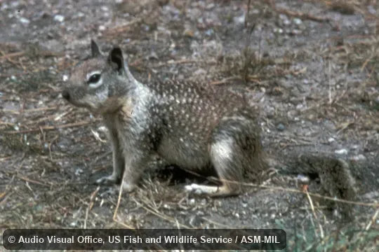 Side view. Formerly Spermophilus beecheyi. Also as Beechey's Ground Squirrel|Gray Digger. Side view. Formerly Spermophilus beecheyi. Also as Beechey's Ground Squirrel|Gray Digger.