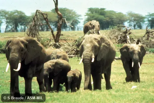 View of mixed herd.  Also as African Bush Elephant.