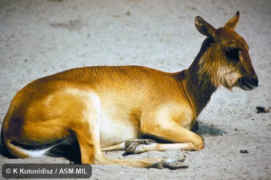 Side view of lechwe resting.  Also as Mrs. Gray's Lechwe|Mrs. Gray's Waterbuck.