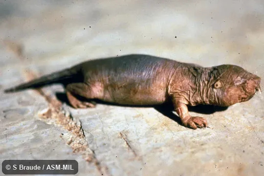 Side view, in lab.  Also as Desert Mole Rat, Sand Puppy.