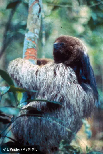 Side view of sloth in tree.  Formerly Bradypus torquatus, Maned Three-toed sloth.  Also as Brazilian Three-toed Sloth|Maned Sloth.