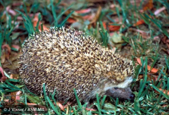 Oblique view of adult.  Formerly Erinaceomorpha.  Also as Cape Hedgehog, South African Hedgehog.