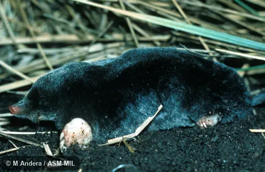 Side view.  Formerly Soricomorpha.  Also as Common Mole, Mole.