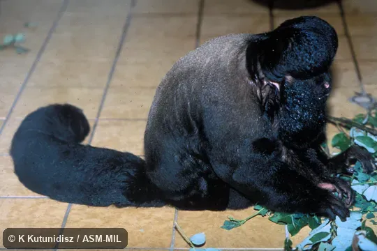Side view of male sitting. Also as Bearded Saki|Red-backed Bearded Saki|Tawny-olive Bearded Saki. Side view of male sitting. Also as Bearded Saki|Red-backed Bearded Saki|Tawny-olive Bearded Saki.