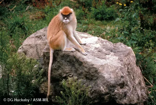 Oblique view of monkey sitting. Also as Hussar Monkey|Military Monkey|Red Guenon. Oblique view of monkey sitting. Also as Hussar Monkey|Military Monkey|Red Guenon.