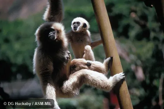 Oblique view of female with young. Also as Common Gibbon|White-handed Gibbon Oblique view of female with young. Also as Common Gibbon|White-handed Gibbon