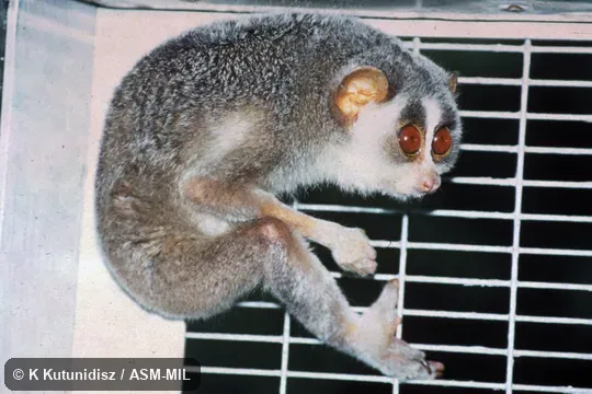 Side view of male
