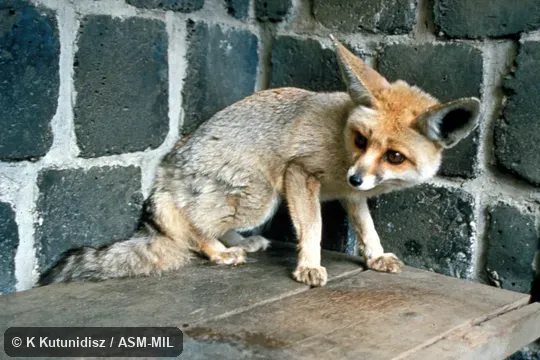 Oblique view of fox sitting. Also as Sand Fox|Rüppell's Sand Fox. Oblique view of fox sitting. Also as Sand Fox|Rüppell's Sand Fox.