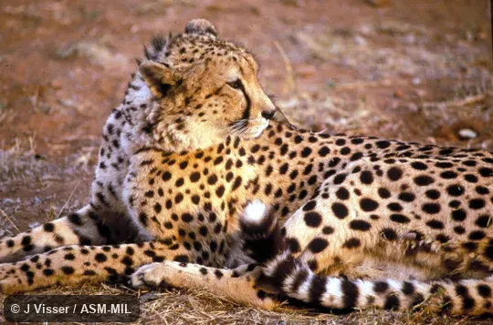 Close-up side view of cheetah lying down